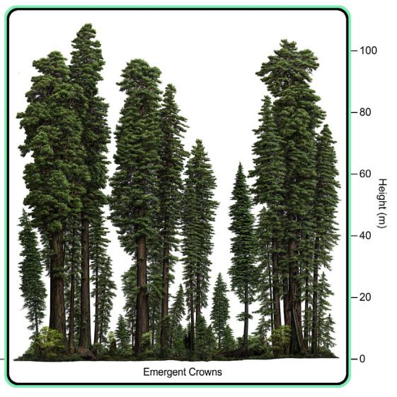 Old growth Redwood Forest van Pelt 2016