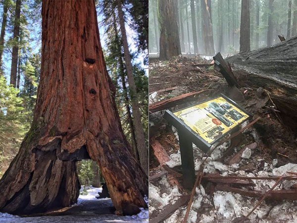 Pioneer cabin drive trough fallen Sequoia 2017