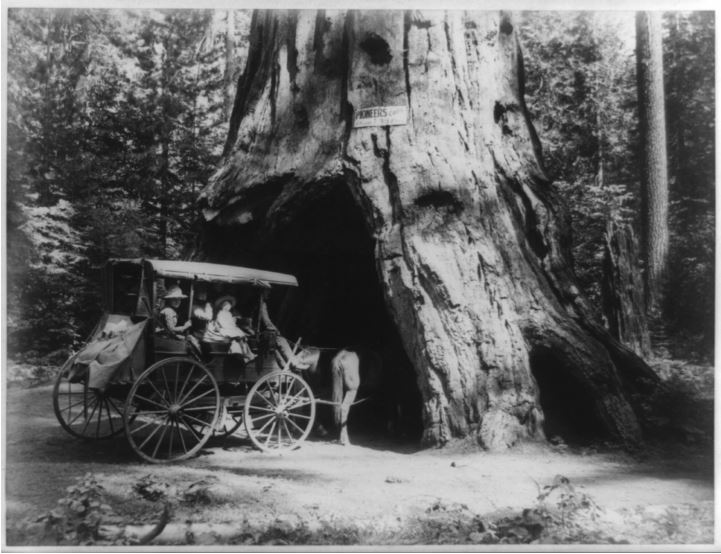 Pioneer cabin drive trought Sequoia 1887