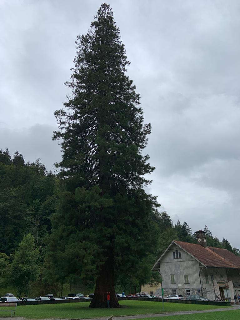 Sequoia Oostenrijk 57m